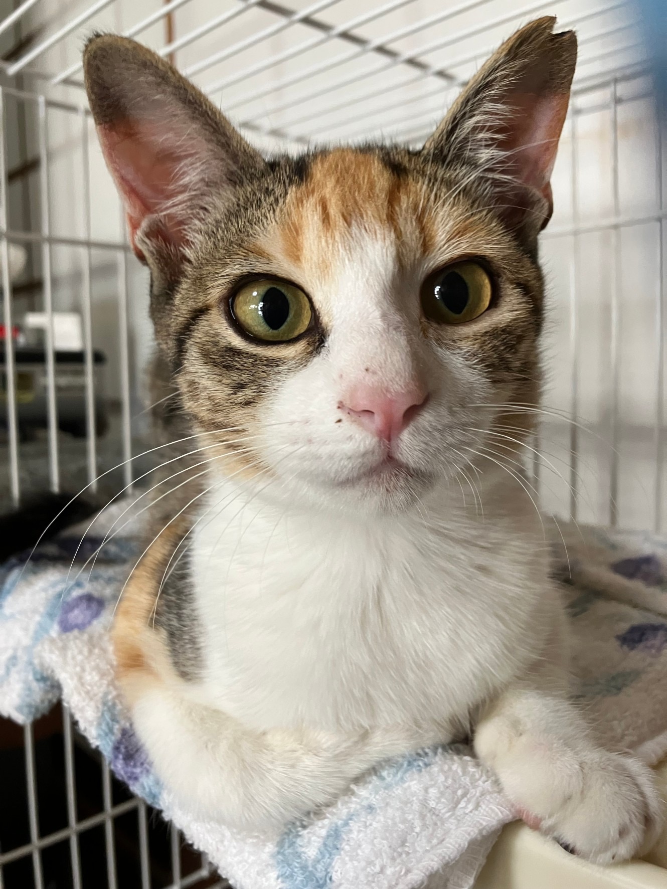 猫初心者さまでも大丈夫‼️猫にも人にもフレンドリーです✨