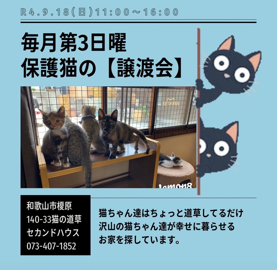 保護猫の譲渡会