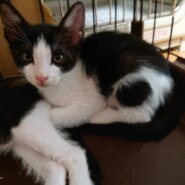 美ハチワレのんびり長男‼️