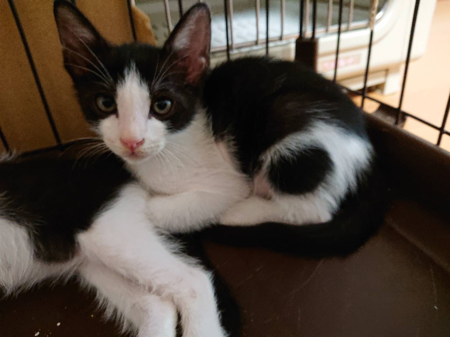 美ハチワレのんびり長男‼️