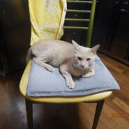 【保護猫】推定３歳の男の子です