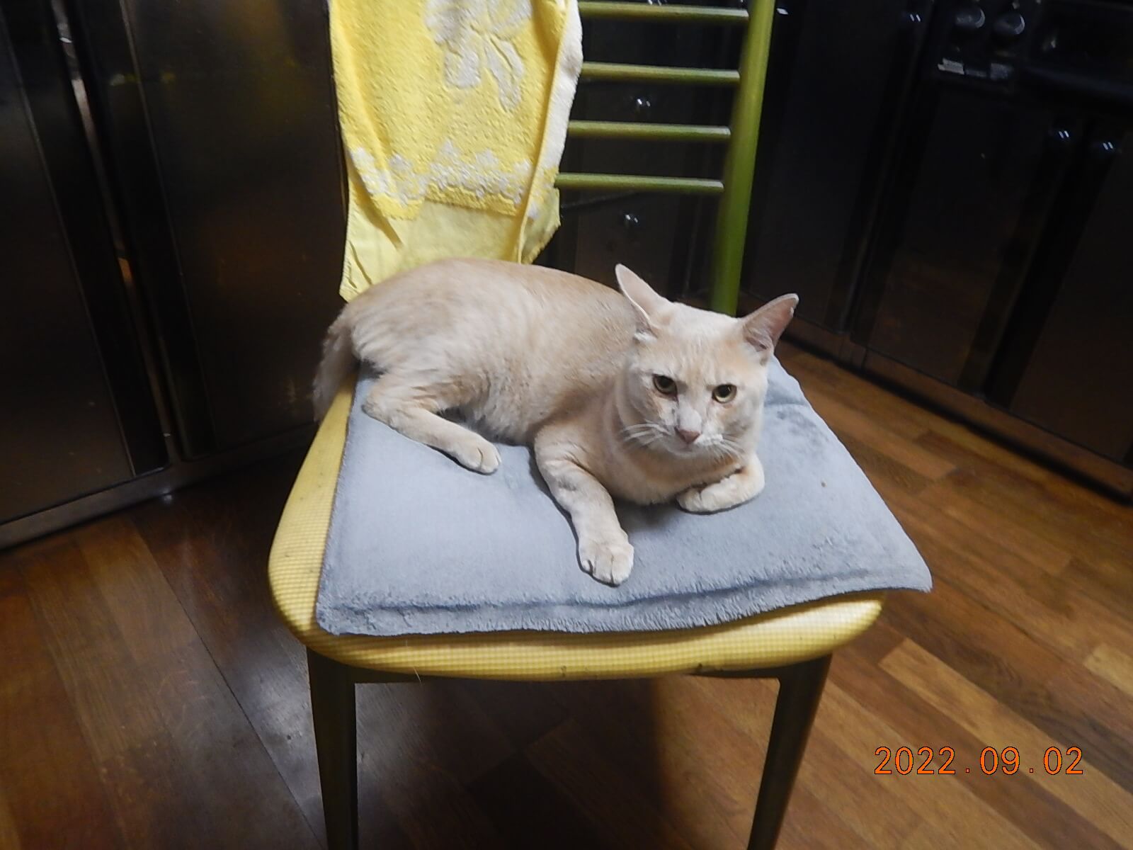 【保護猫】推定３歳の男の子です