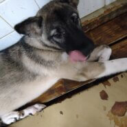 この子は山口県の保護団体にいます、まだ幼い子です。