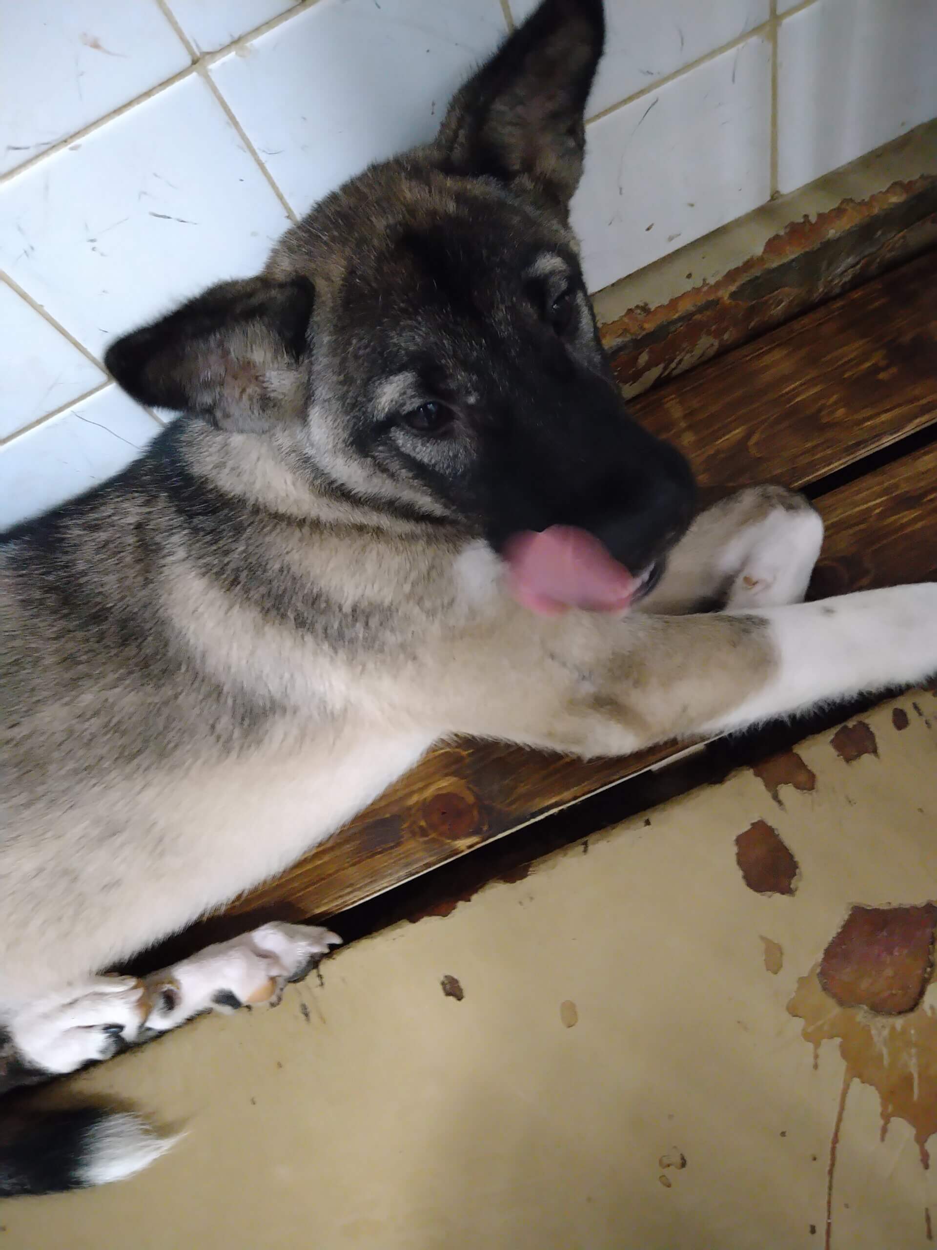 この子は山口県の保護団体にいます、まだ幼い子です。