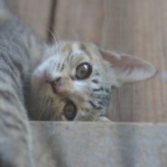 かわいい子猫です（女の子）