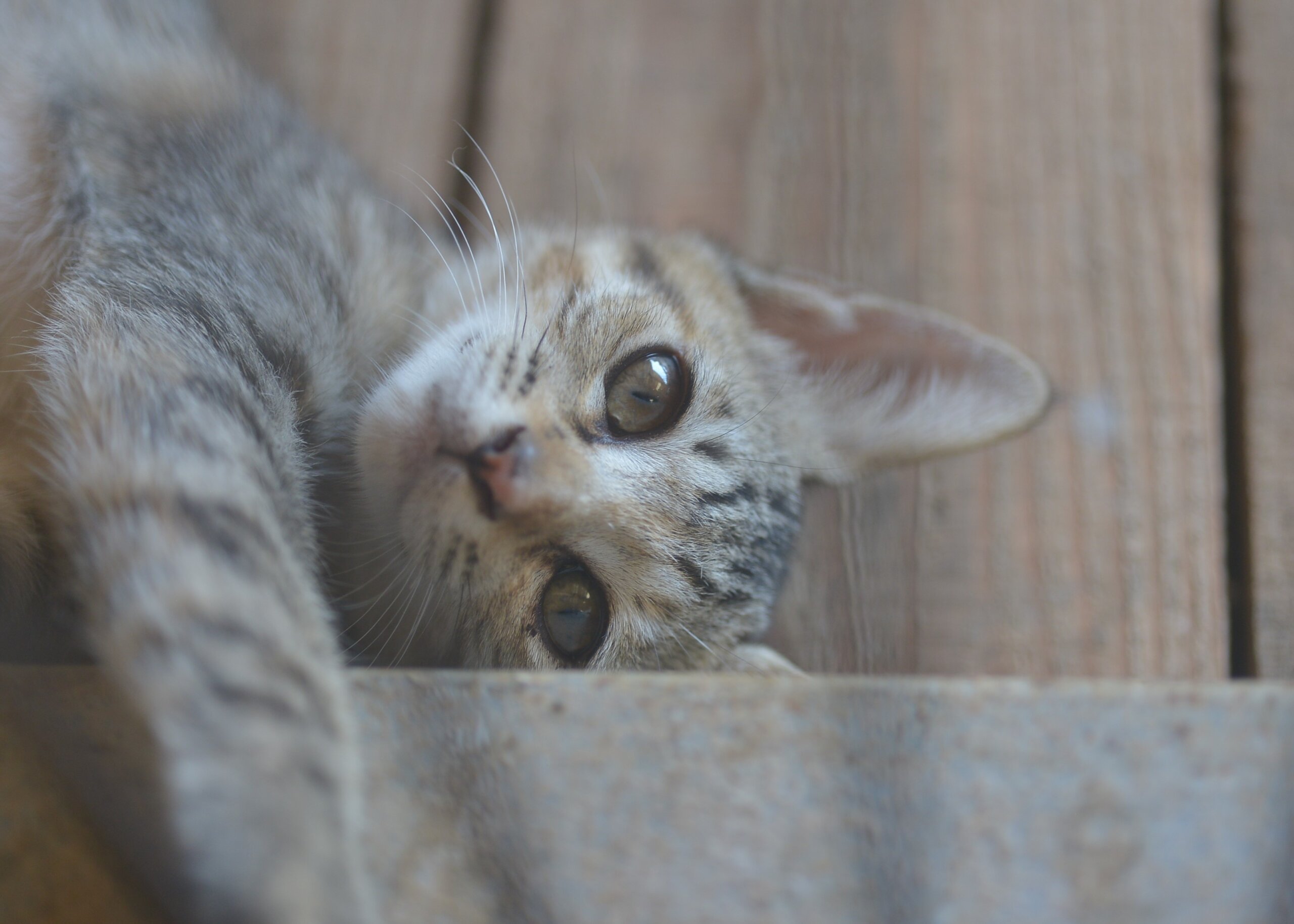 かわいい子猫です（女の子）
