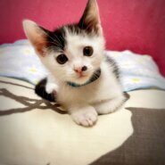 【里親様決まりました】白黒の楽しい男の子