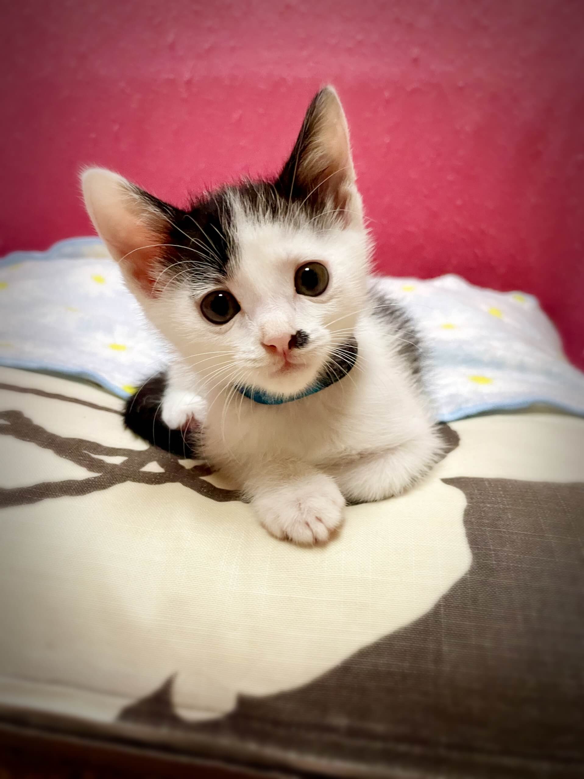 【里親様決まりました】白黒の楽しい男の子