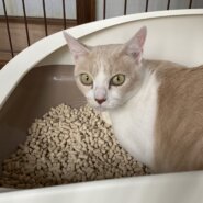 2〜3歳 女の子　ー心を開く特別な存在に…ー