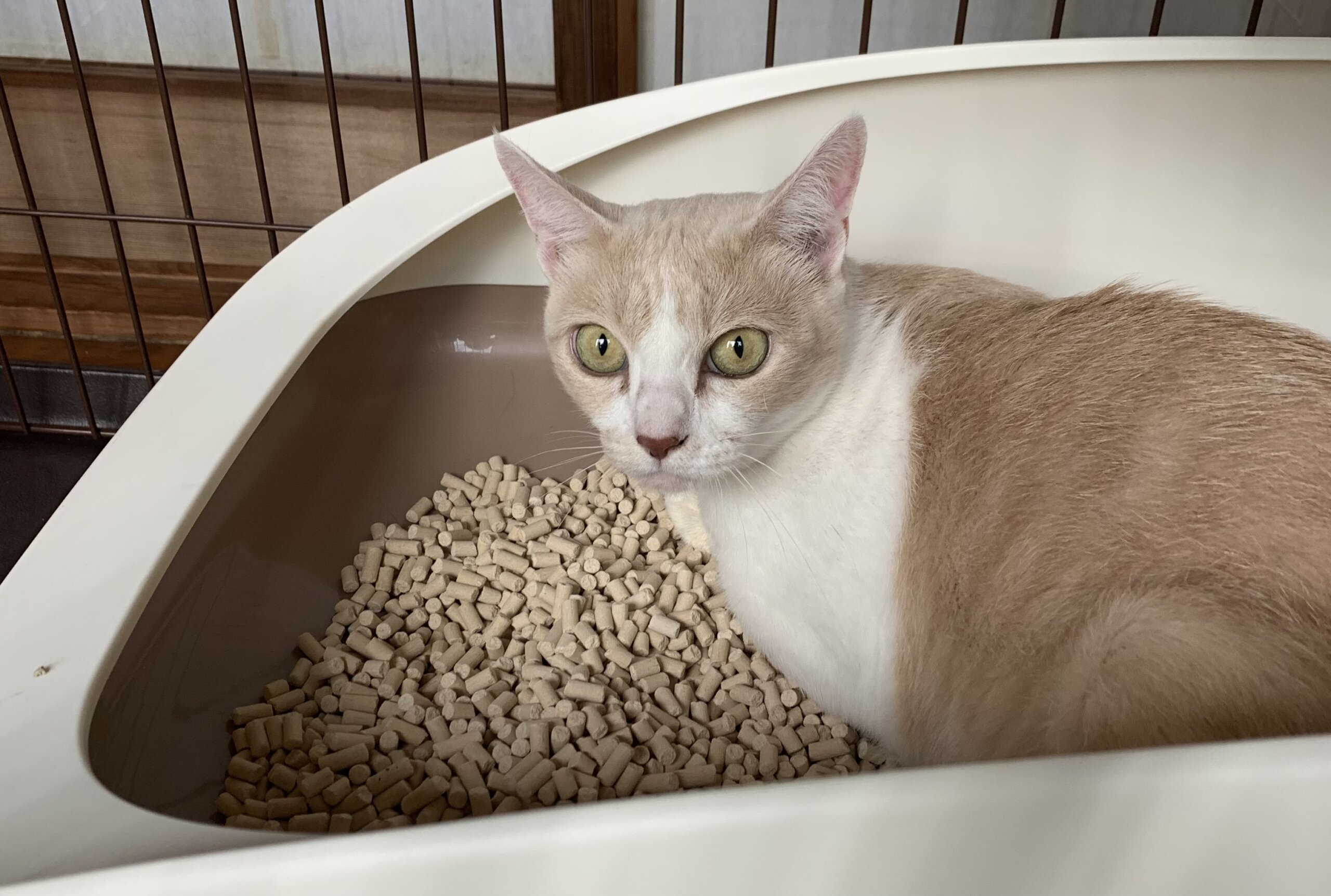 2〜3歳 女の子　ー心を開く特別な存在に…ー