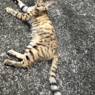 猫初心者さまでも大丈夫‼️人懐っこいです✨