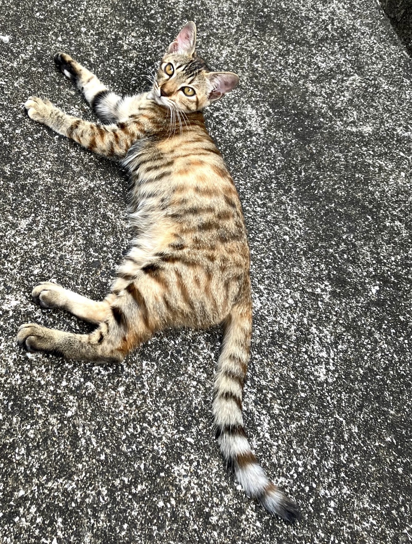 猫初心者さまでも大丈夫‼️人懐っこいです✨