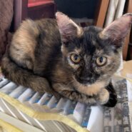 おっとりタヌキ顔のサビ猫女の子