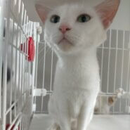 真っ白な猫(仮)お絹さん♀︎