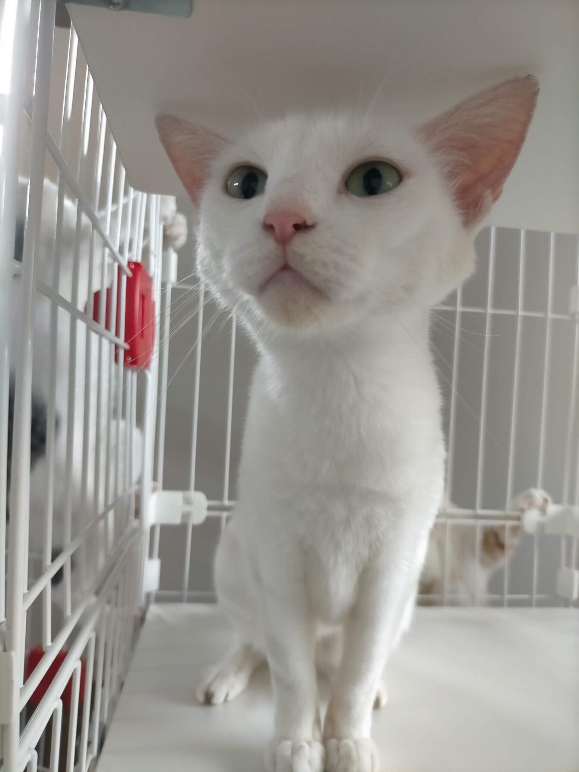 真っ白な猫(仮)お絹さん♀︎