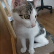 フレンドリー(仮)トビーくん♂︎