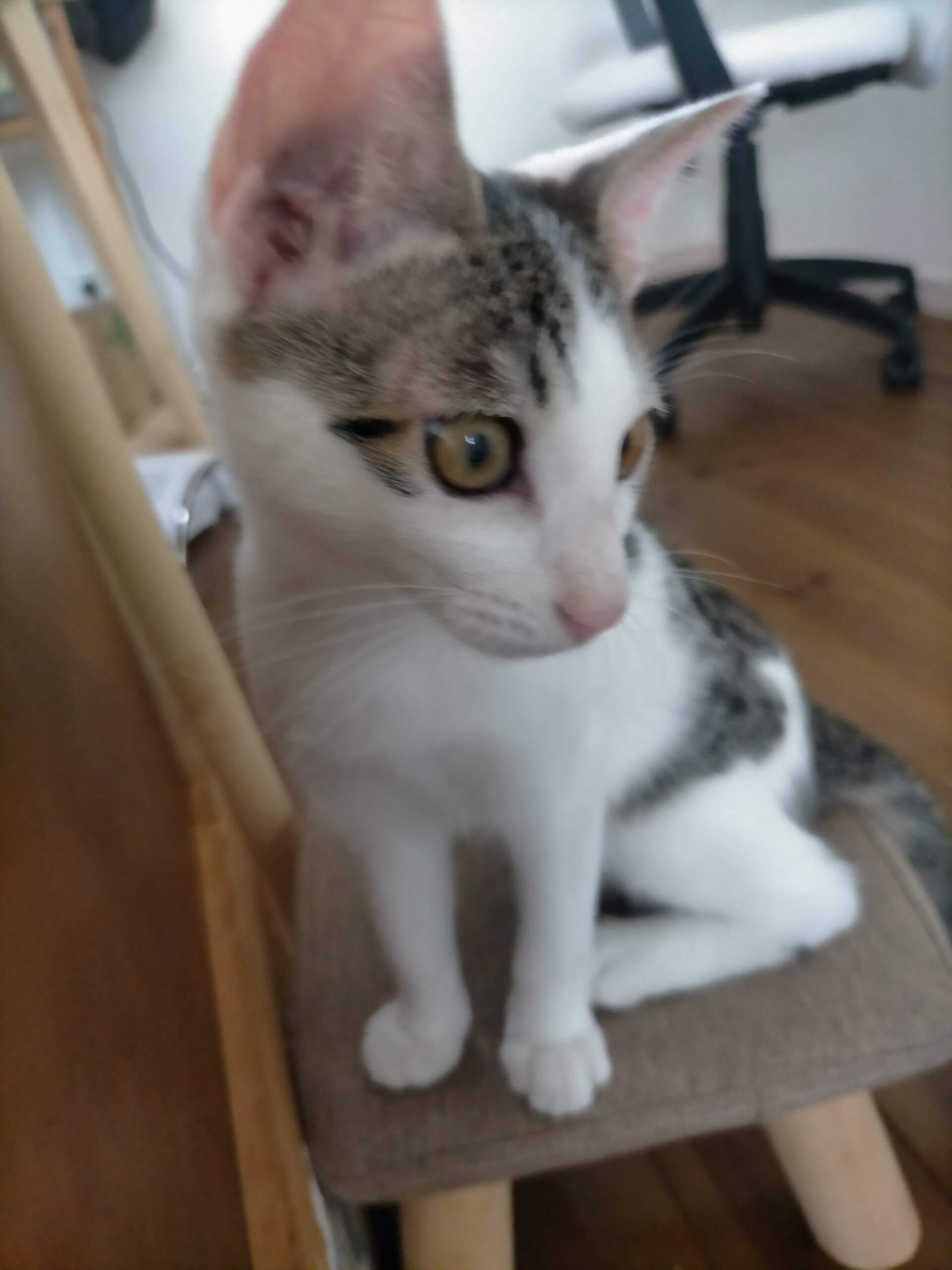 フレンドリー(仮)トビーくん♂︎