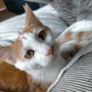 可愛いお顔ムギちゃん♀︎