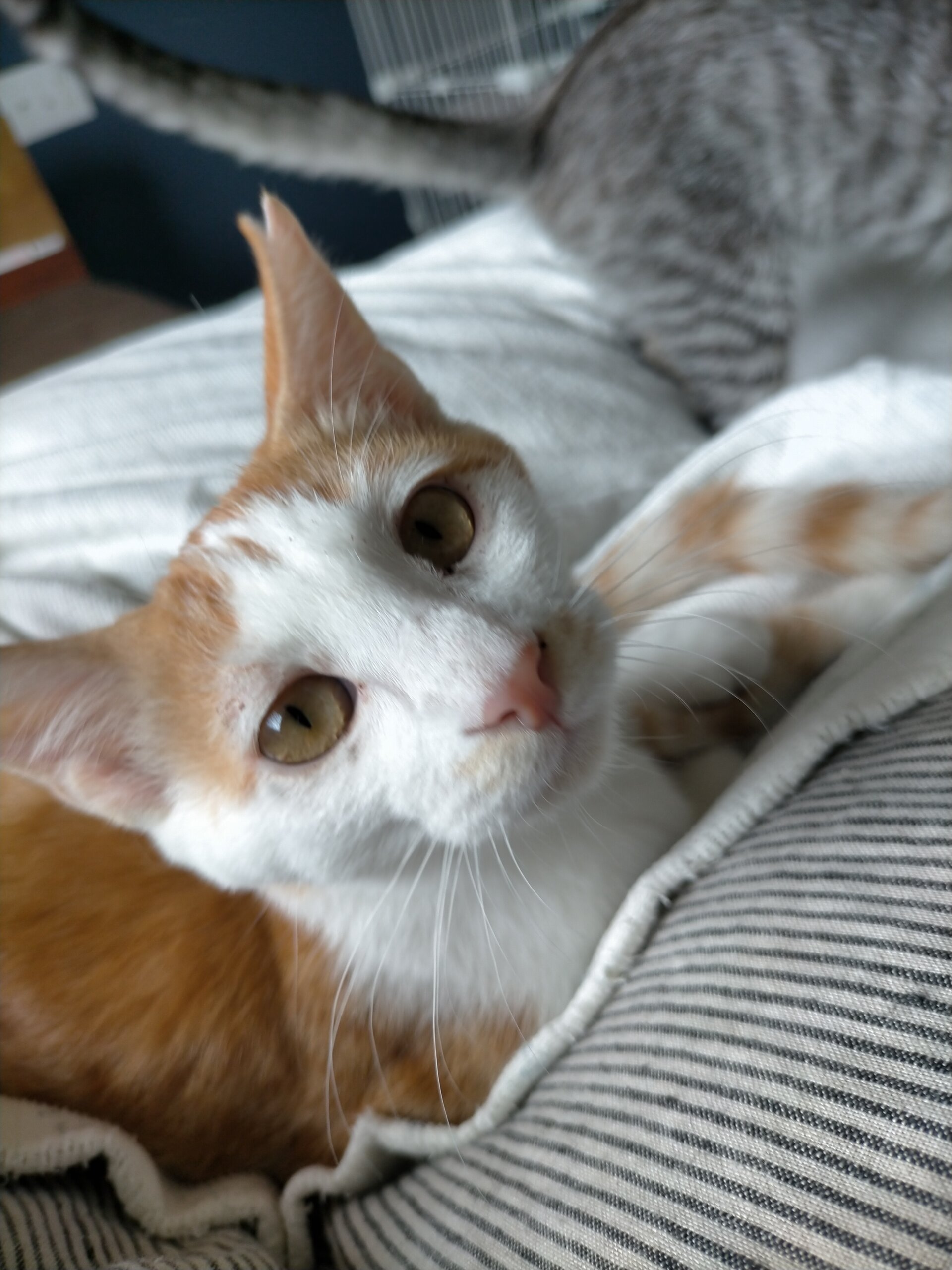 可愛いお顔ムギちゃん♀︎