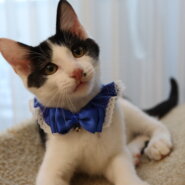 ダッコだ～い好き、甘えん坊くん