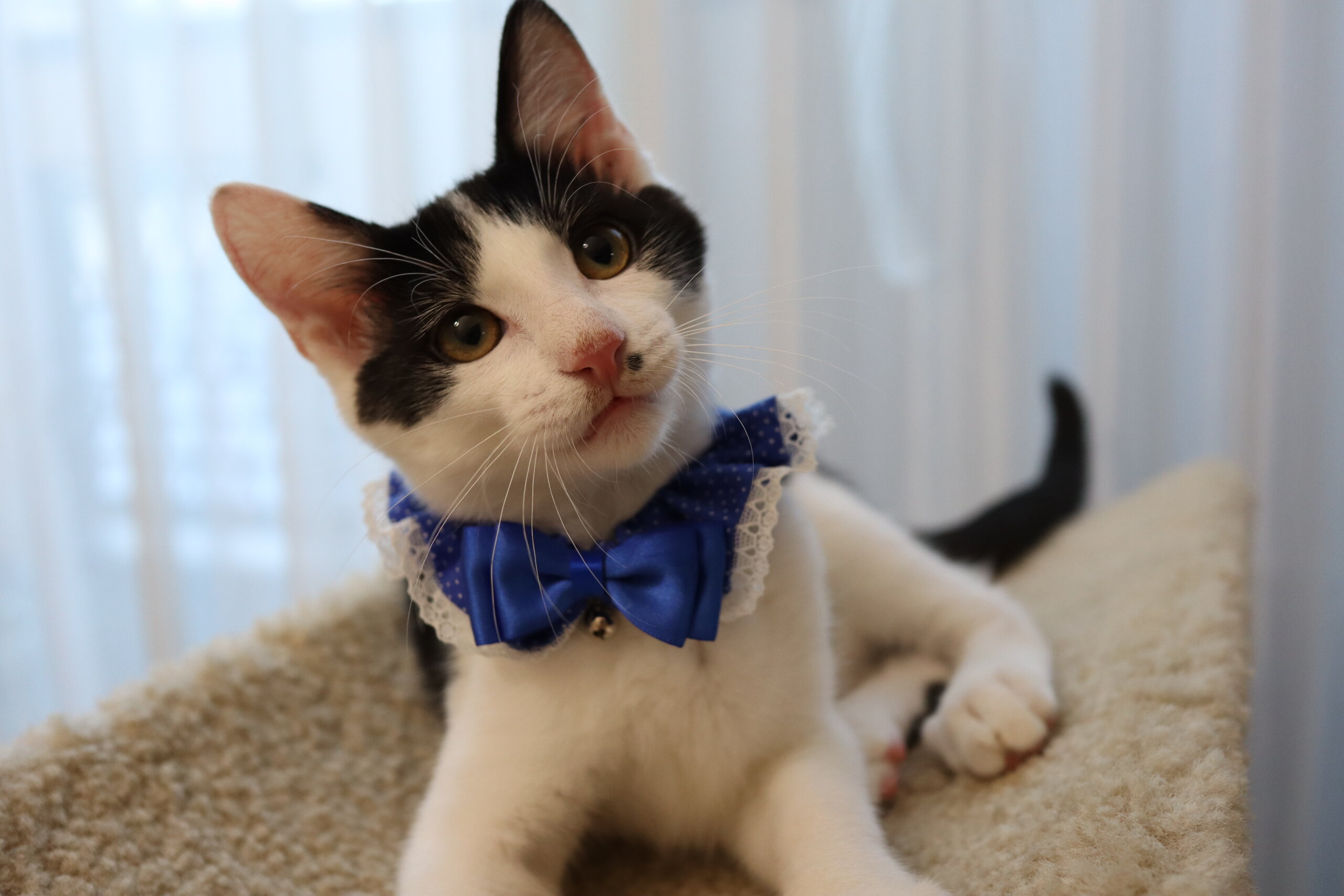 ダッコだ～い好き、甘えん坊くん