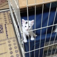 真っ白な男の子猫が産まれました