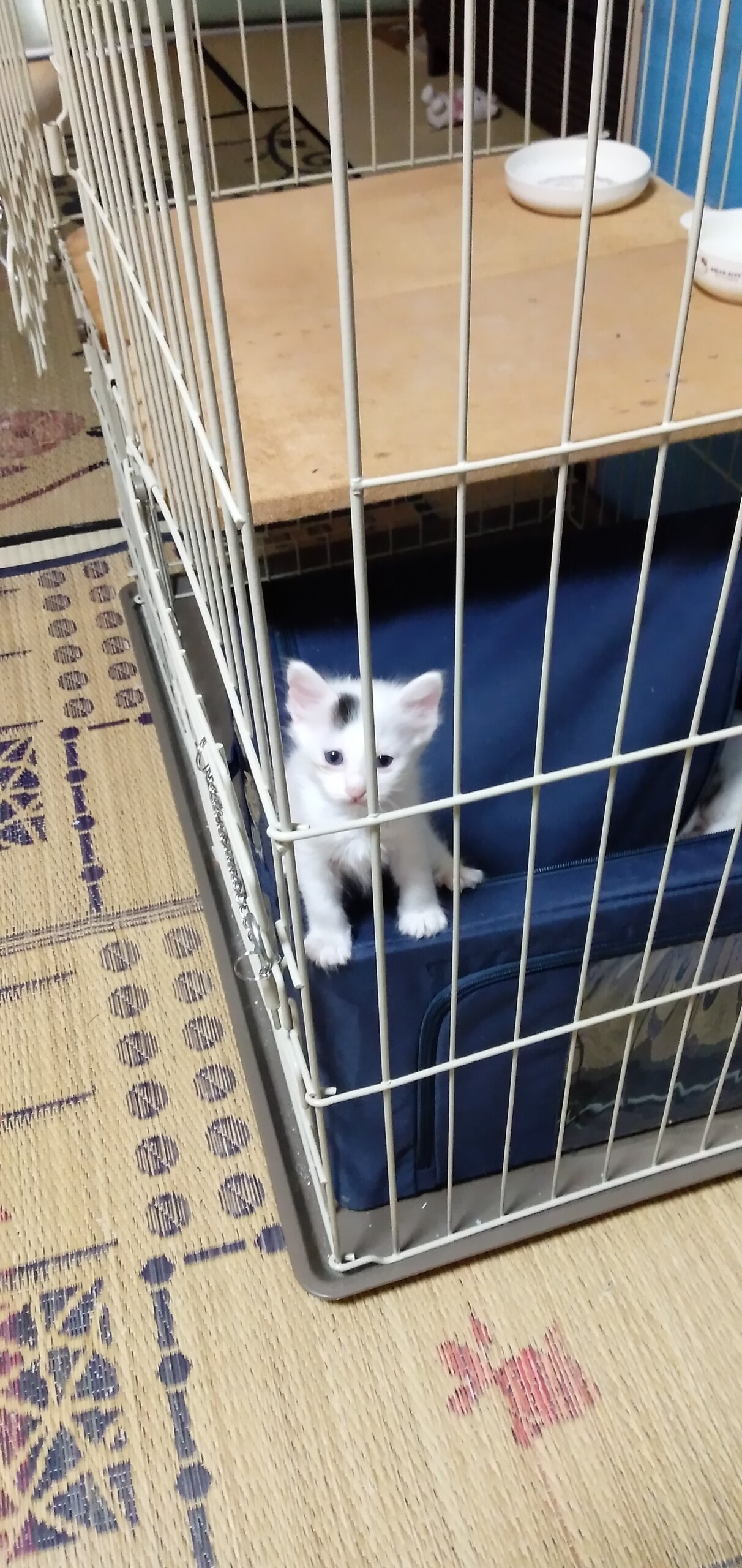 真っ白な男の子猫が産まれました