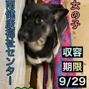 まだ幼い感じの女の子です。幸せに繋げたいです