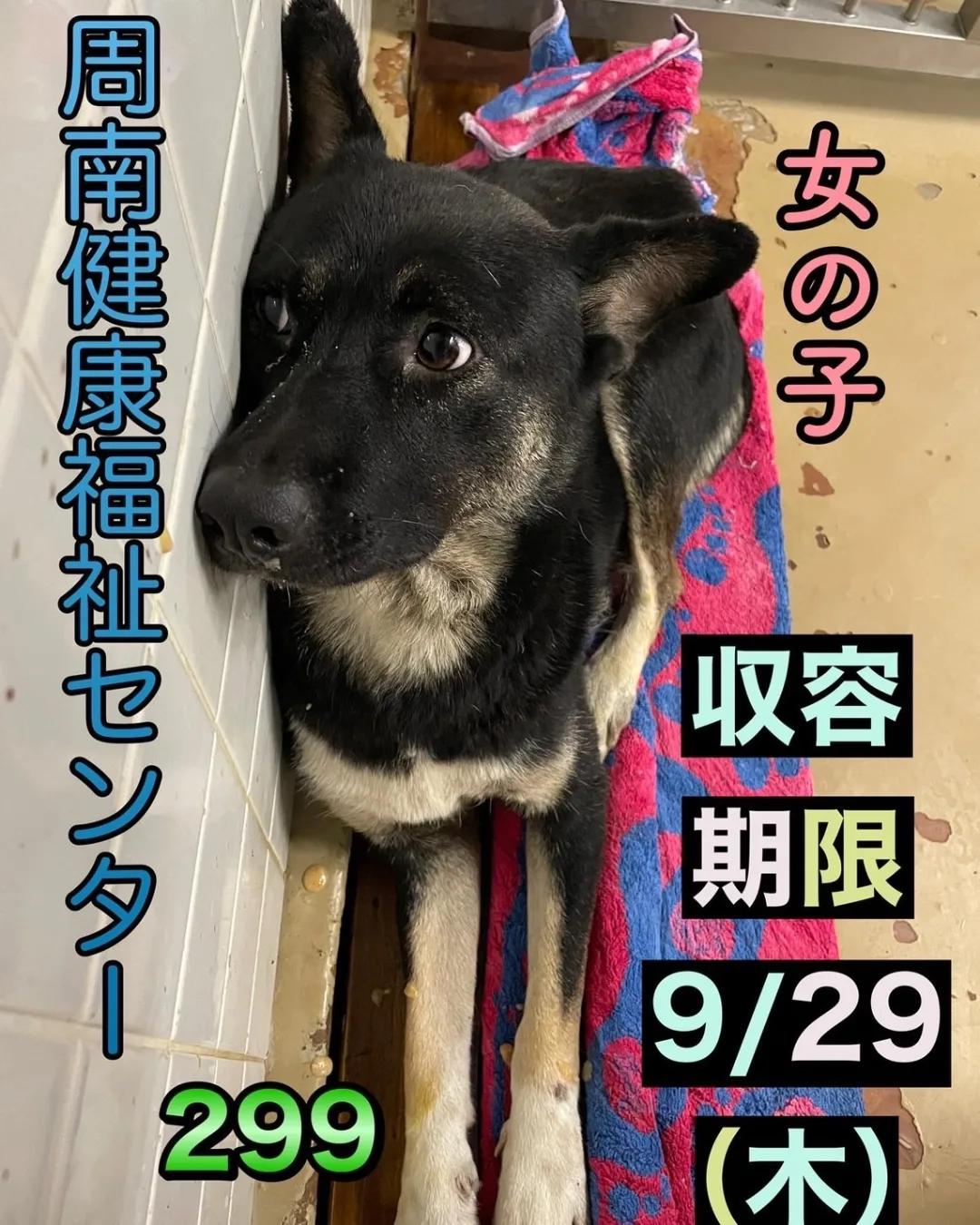 まだ幼い感じの女の子です。幸せに繋げたいです