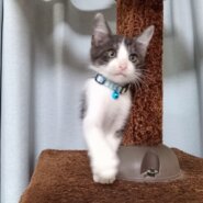 背中の白毛がチャームポイントのハチワレ君