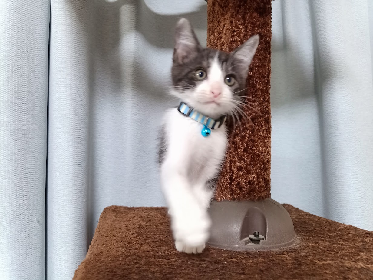 背中の白毛がチャームポイントのハチワレ君