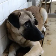 この子は、山口県の保護団体にいます。優しい家族のお迎え待ってます