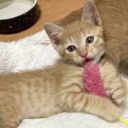 キュートの塊！激かわ茶トラ君1ヶ月半