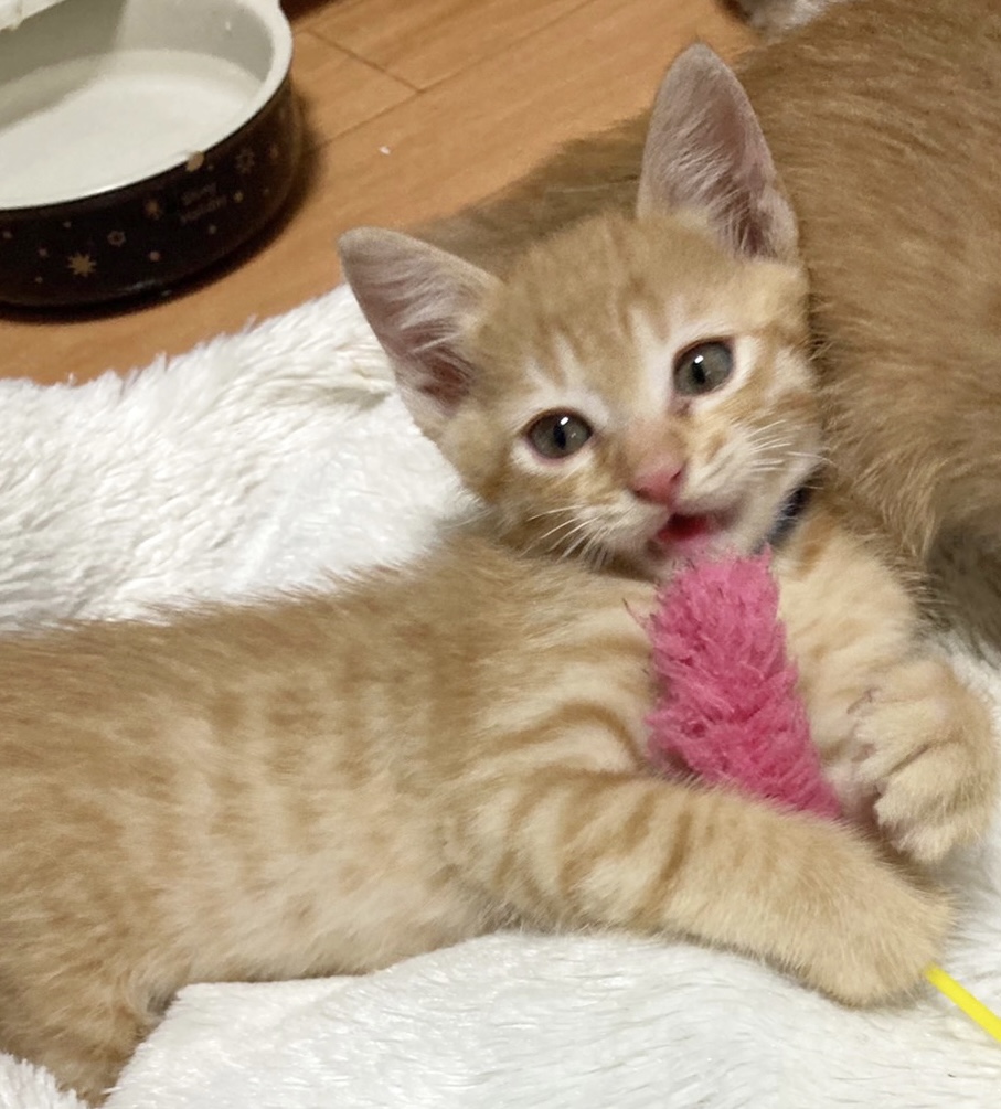 キュートの塊！激かわ茶トラ君1ヶ月半