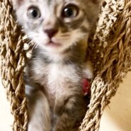 尊いがすぎる！1ヶ月半の天使ちゃん