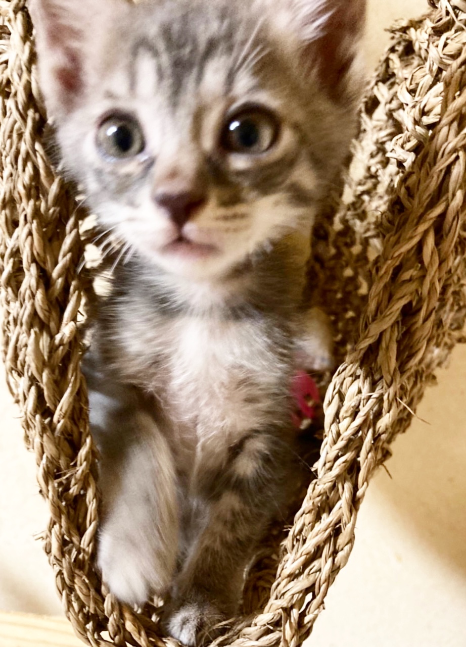 尊いがすぎる！1ヶ月半の天使ちゃん