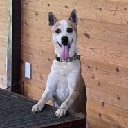 11才で捨てられたこの子に愛をください