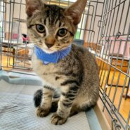 ☆甘えん坊で人見知りなしキジトラ男の子　ココア☆