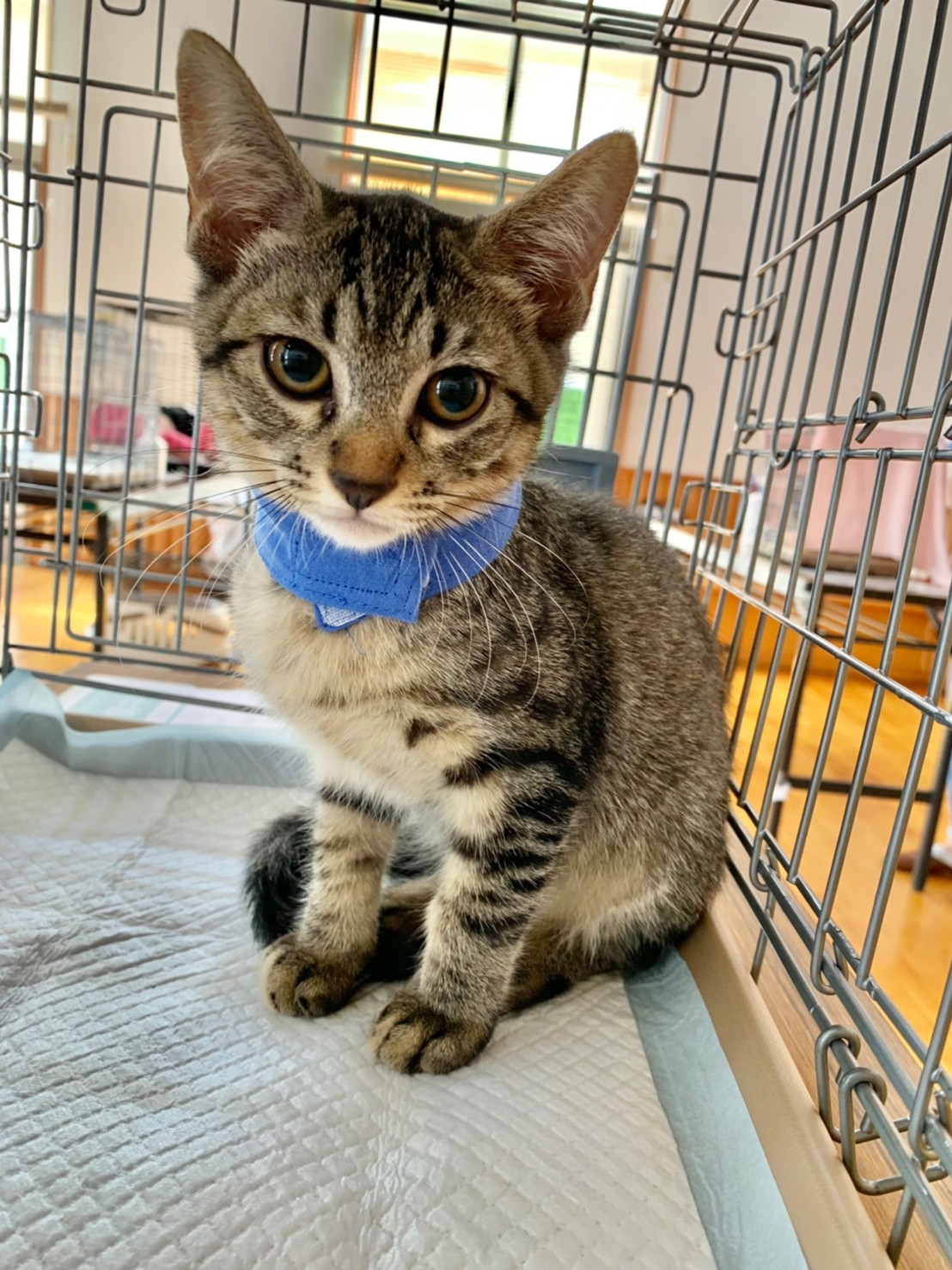 ☆甘えん坊で人見知りなしキジトラ男の子　ココア☆