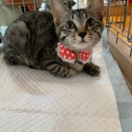 ☆甘えん坊で可愛いキジトラ女の子　チョコ☆