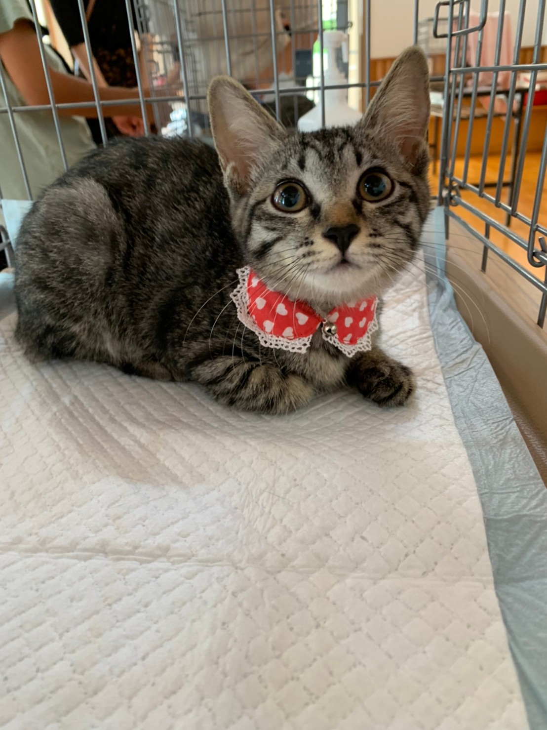 ☆甘えん坊で可愛いキジトラ女の子　チョコ☆