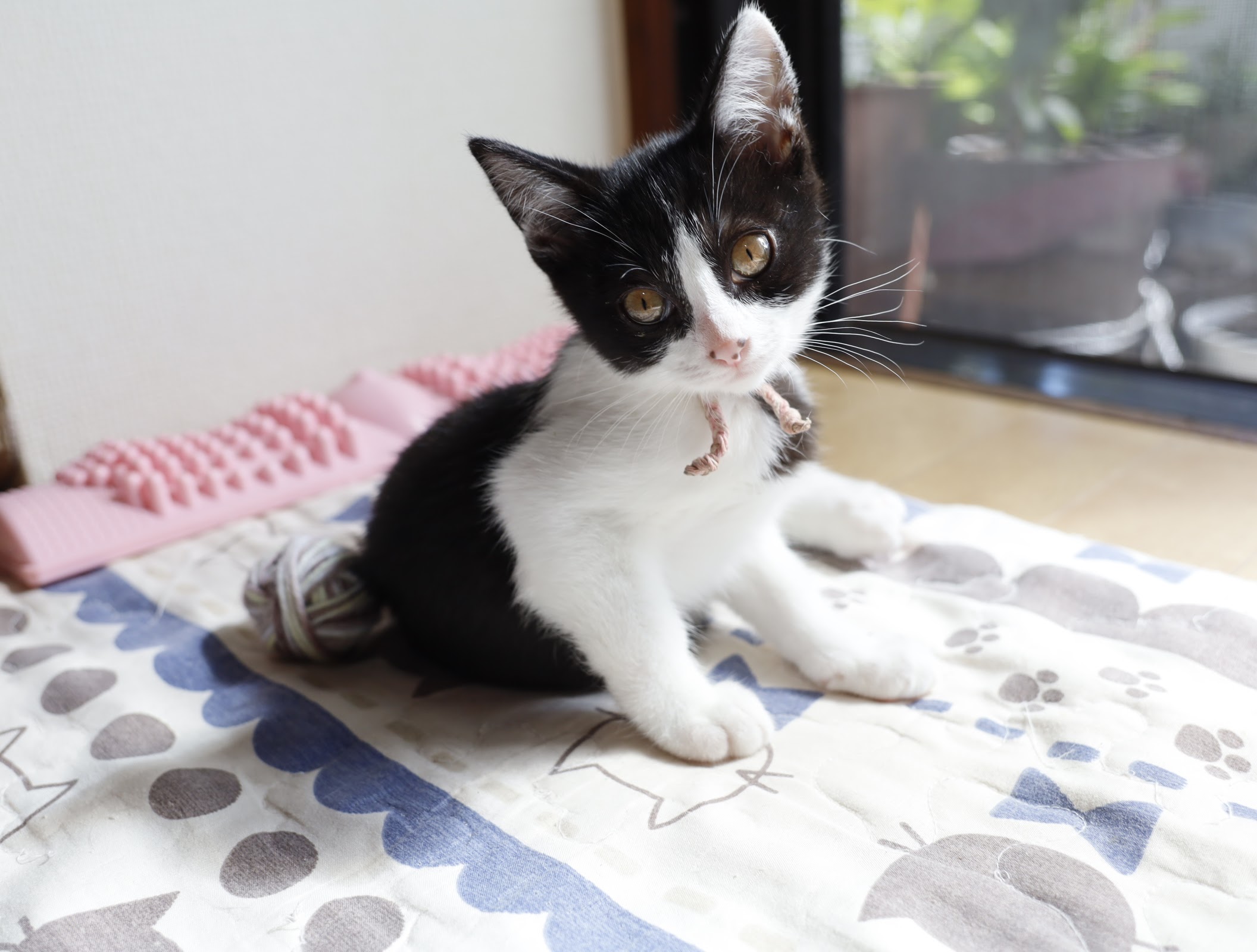 ねね 2022年7月16日生まれ