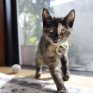 茶々 2022年7月16日生まれ