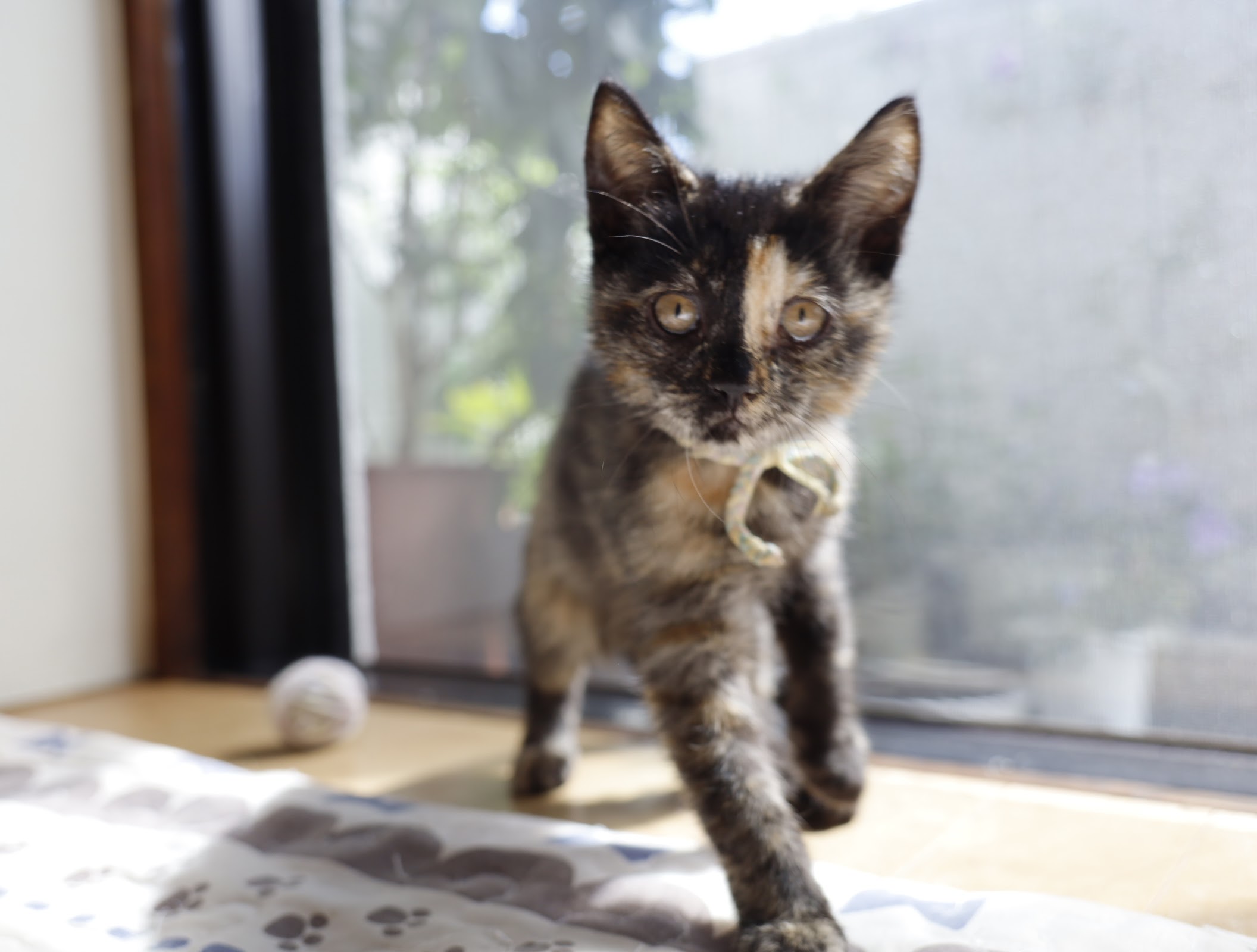 茶々 2022年7月16日生まれ