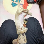 ミニチュアダックスフンド♂(名前うる)10月19日生