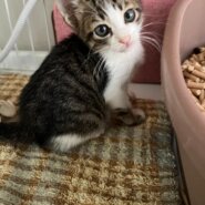 in瀬戸市～子猫が大集合！保護猫の譲渡会2022年9月17日（土）～ 非営利団体「ちーむ にゃいんず」