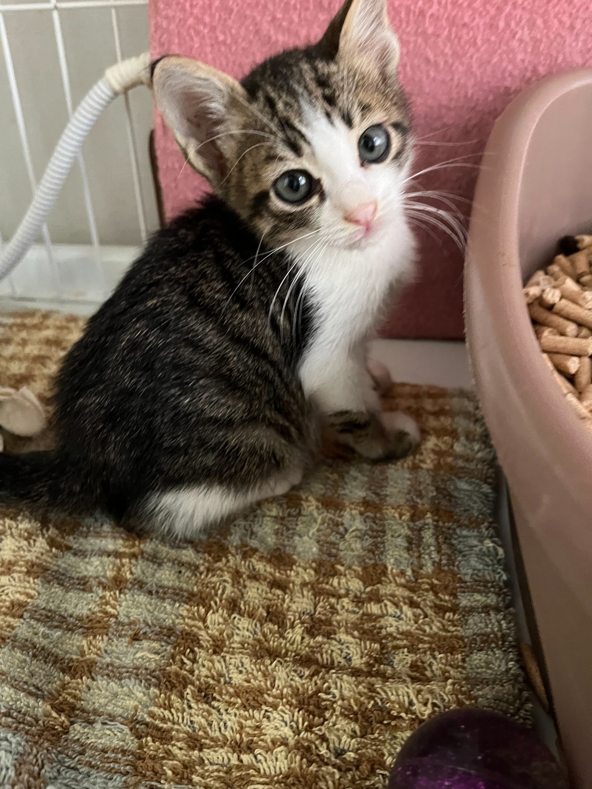 in瀬戸市～子猫が大集合！保護猫の譲渡会2022年9月17日（土）～ 非営利団体「ちーむ にゃいんず」