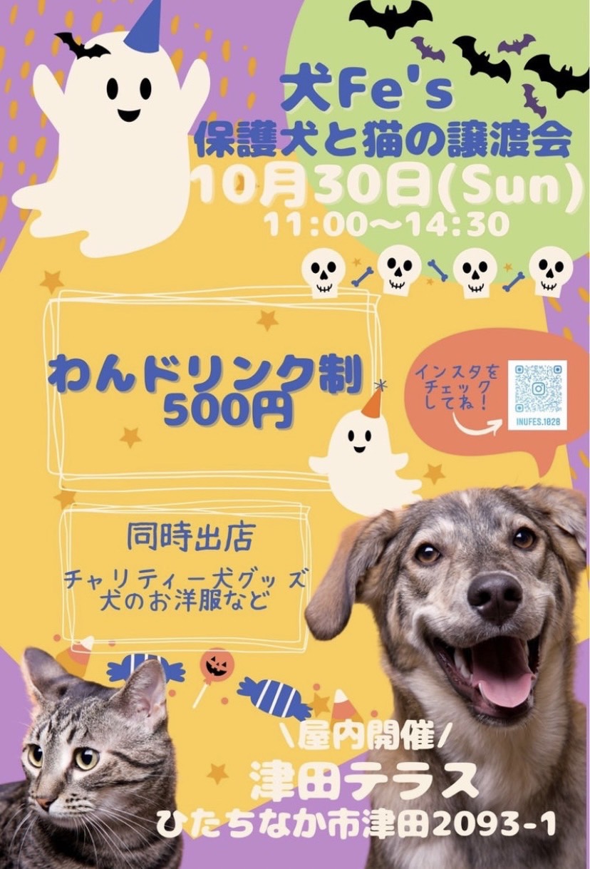 保護犬と猫の譲渡会 【犬Ｆéｓ」