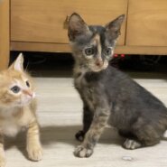 in春日井市～子猫が大集合！保護猫の譲渡会2022年9月17日（土）～ 非営利団体「ちーむ にゃいんず」