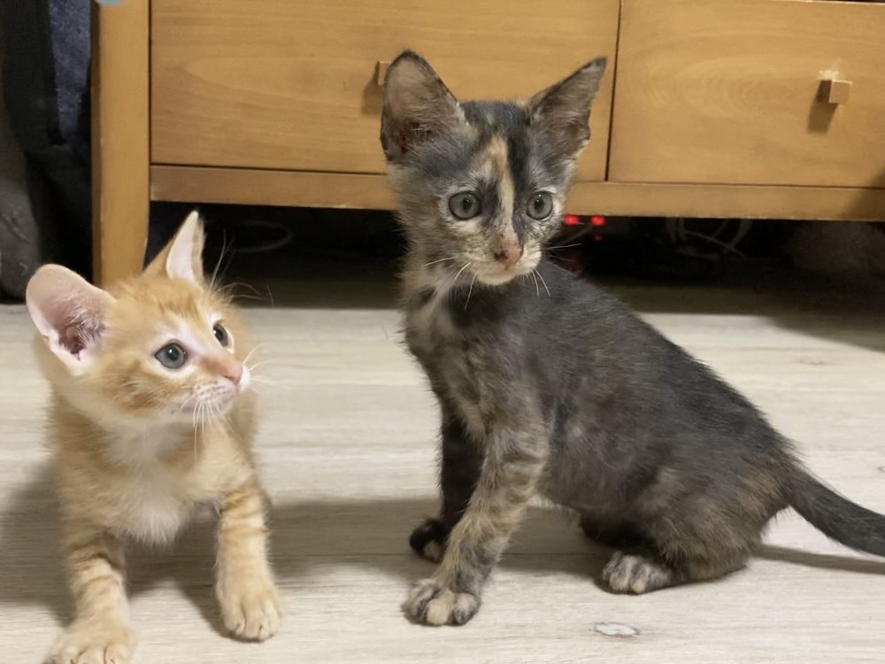 in春日井市～子猫が大集合！保護猫の譲渡会2022年9月17日（土）～ 非営利団体「ちーむ にゃいんず」